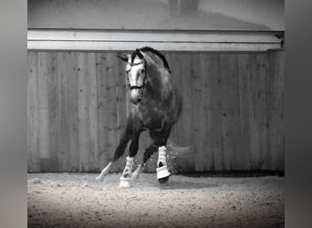 PRE, Étalon, 4 Ans, 164 cm, Gris pommelé