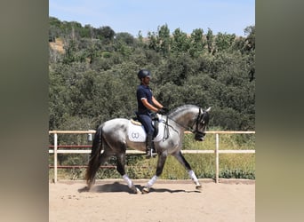 PRE, Étalon, 4 Ans, 164 cm, Gris pommelé