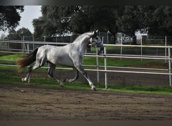 PRE, Étalon, 4 Ans, 164 cm, Gris pommelé