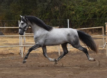 PRE, Étalon, 4 Ans, 164 cm, Gris pommelé