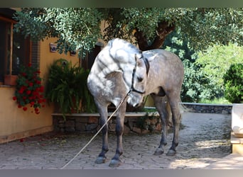 PRE, Étalon, 4 Ans, 164 cm, Gris pommelé