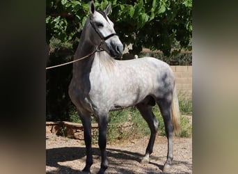 PRE, Étalon, 4 Ans, 164 cm, Gris pommelé