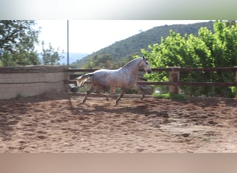 PRE, Étalon, 4 Ans, 164 cm, Gris pommelé