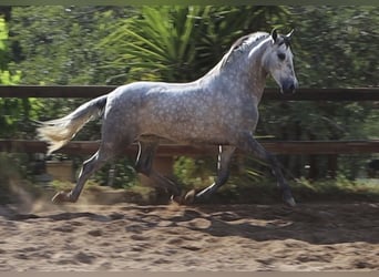 PRE, Étalon, 4 Ans, 164 cm, Gris pommelé