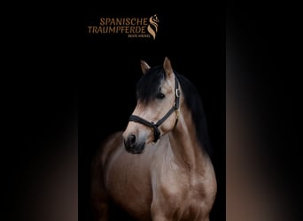 PRE Croisé, Étalon, 4 Ans, 164 cm, Isabelle