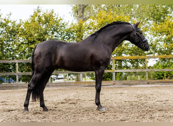 PRE Croisé, Étalon, 4 Ans, 164 cm, Noir