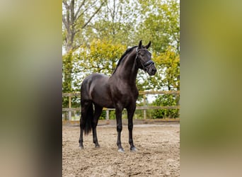 PRE Croisé, Étalon, 4 Ans, 164 cm, Noir