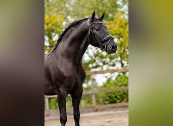 PRE Croisé, Étalon, 4 Ans, 164 cm, Noir