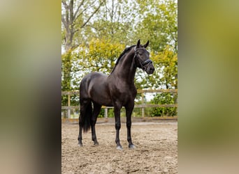 PRE Croisé, Étalon, 4 Ans, 164 cm, Noir