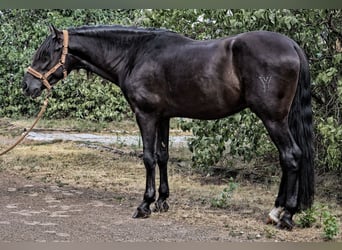 PRE Croisé, Étalon, 4 Ans, 164 cm, Noir