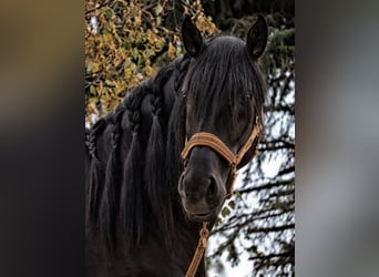 PRE Croisé, Étalon, 4 Ans, 164 cm, Noir