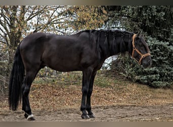 PRE Croisé, Étalon, 4 Ans, 164 cm, Noir