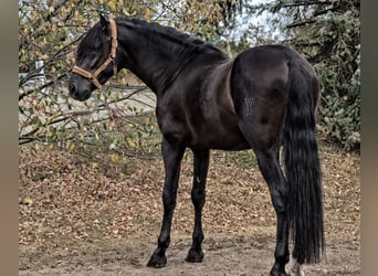 PRE Croisé, Étalon, 4 Ans, 164 cm, Noir