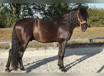 PRE Croisé, Étalon, 4 Ans, 164 cm, Noir