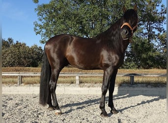 PRE Croisé, Étalon, 4 Ans, 164 cm, Noir