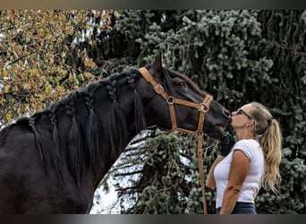 PRE Croisé, Étalon, 4 Ans, 164 cm, Noir