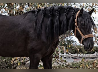 PRE Croisé, Étalon, 4 Ans, 164 cm, Noir