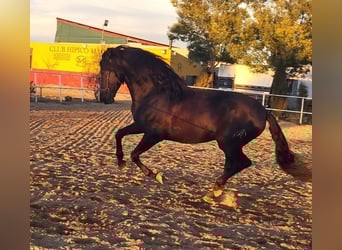 PRE, Étalon, 4 Ans, 164 cm, Noir