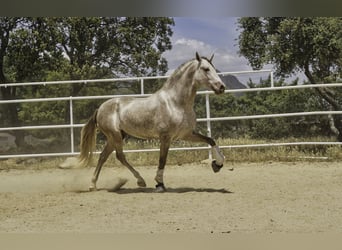 PRE Croisé, Étalon, 4 Ans, 164 cm, Perle
