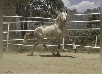 PRE Croisé, Étalon, 4 Ans, 164 cm, Perle