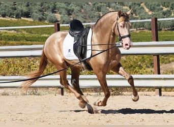 PRE Croisé, Étalon, 4 Ans, 164 cm, Perle