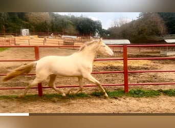 PRE, Étalon, 4 Ans, 164 cm, Perlino