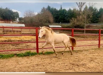 PRE, Étalon, 4 Ans, 164 cm, Perlino