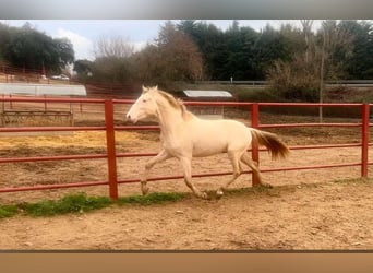 PRE, Étalon, 4 Ans, 164 cm, Perlino