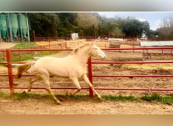 PRE, Étalon, 4 Ans, 164 cm, Perlino