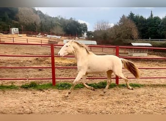 PRE, Étalon, 4 Ans, 164 cm, Perlino