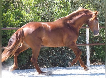 PRE Croisé, Étalon, 4 Ans, 165 cm, Alezan brûlé