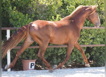 PRE Croisé, Étalon, 4 Ans, 165 cm, Alezan brûlé