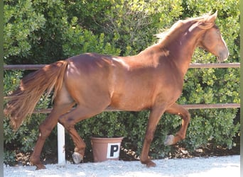 PRE Croisé, Étalon, 4 Ans, 165 cm, Alezan brûlé