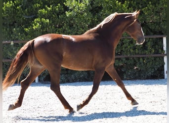 PRE Croisé, Étalon, 4 Ans, 165 cm, Alezan brûlé