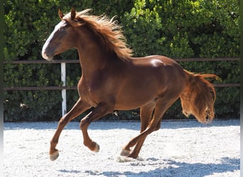 PRE Croisé, Étalon, 4 Ans, 165 cm, Alezan brûlé