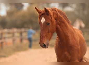 PRE, Étalon, 4 Ans, 165 cm, Alezan
