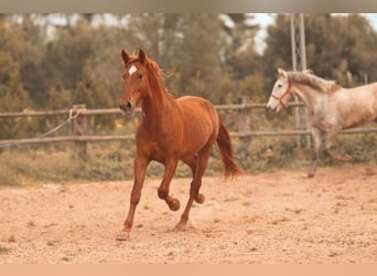 PRE, Étalon, 4 Ans, 165 cm, Alezan