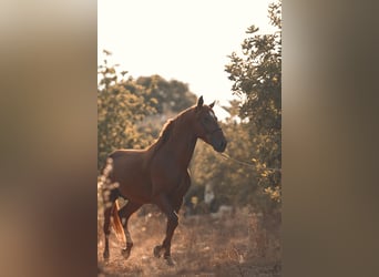 PRE, Étalon, 4 Ans, 165 cm, Alezan