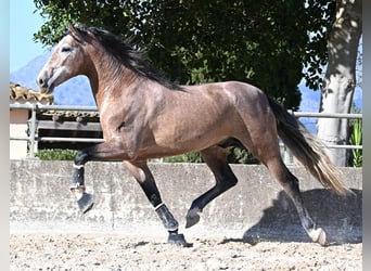 PRE Croisé, Étalon, 4 Ans, 165 cm, Aubère