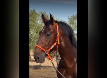 PRE Croisé, Étalon, 4 Ans, 165 cm, Bai cerise