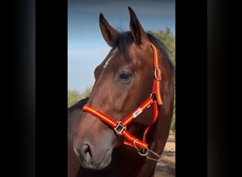 PRE Croisé, Étalon, 4 Ans, 165 cm, Bai cerise