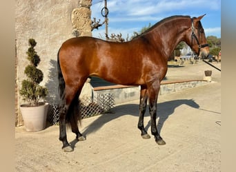 PRE Croisé, Étalon, 4 Ans, 165 cm, Bai cerise