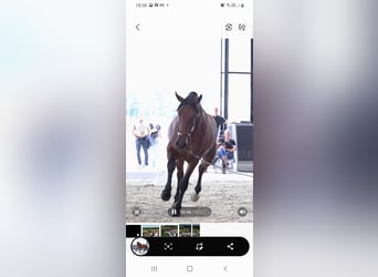 PRE, Étalon, 4 Ans, 165 cm, Bai