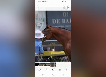 PRE, Étalon, 4 Ans, 165 cm, Bai