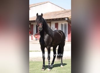 PRE, Étalon, 4 Ans, 165 cm, Bai