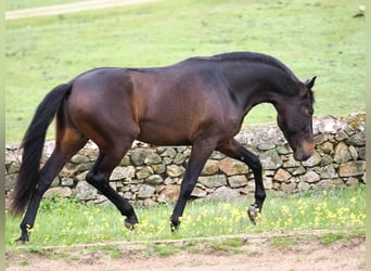 PRE Croisé, Étalon, 4 Ans, 165 cm, Bai