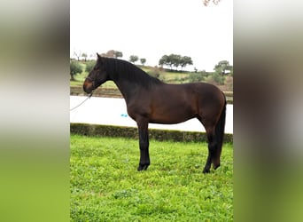 PRE Croisé, Étalon, 4 Ans, 165 cm, Bai