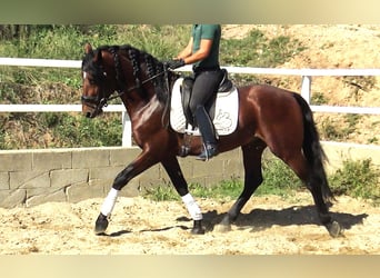 PRE Croisé, Étalon, 4 Ans, 165 cm, Bai