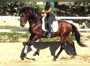 PRE Croisé, Étalon, 4 Ans, 165 cm, Bai