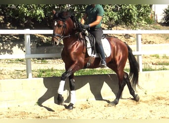 PRE Croisé, Étalon, 4 Ans, 165 cm, Bai